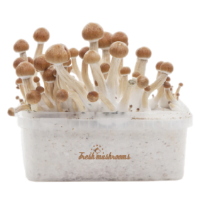 magic mushrooms grow kit