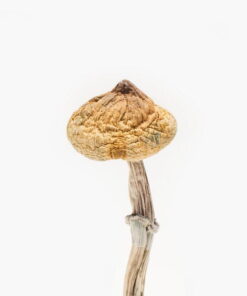 thai mushroom