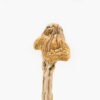 ecuadorian mushroom
