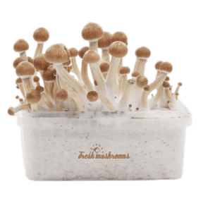 magic mushrooms grow kit magic mushrooms grow kit